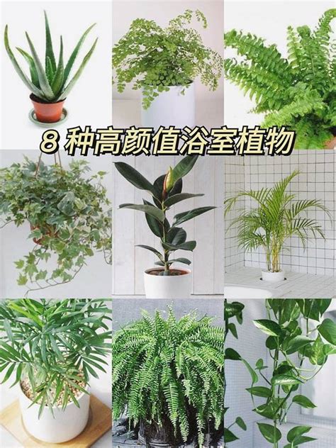 適合放在浴室的植物|精選8種浴室裡想植物，讓衛浴空間更清新迷人 